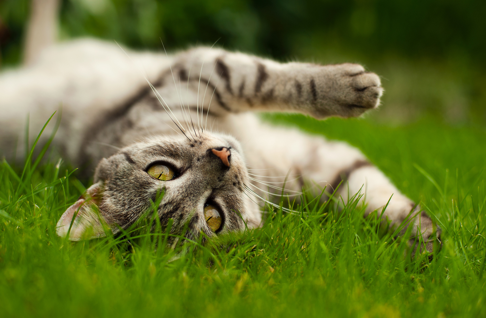 katze wälzt sich im garten