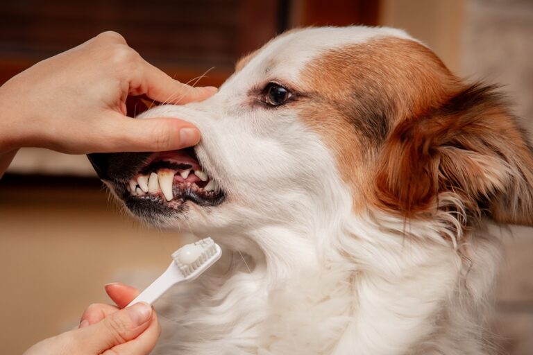 Frau putzt Hunde mit leichtem Zahnstein die Zähne